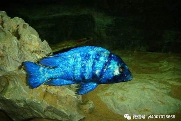 蓝宝石鱼该怎么养