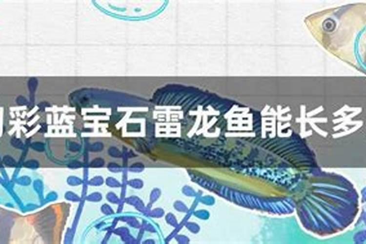 蓝宝石鱼吃什么最好