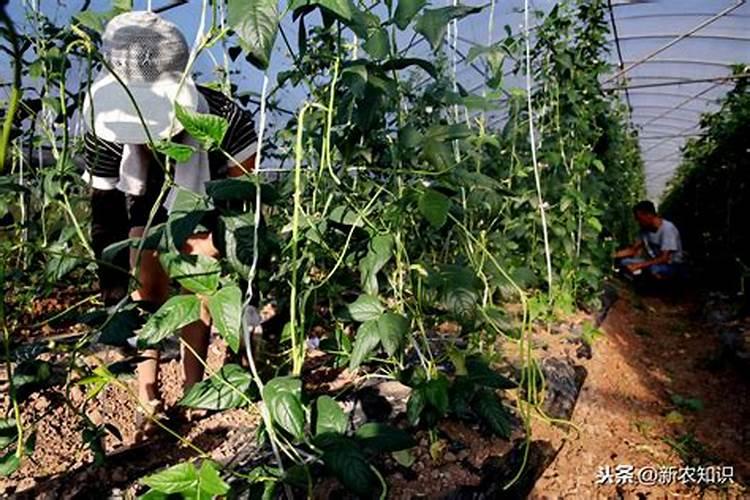 种植豆角,需要施什么肥？