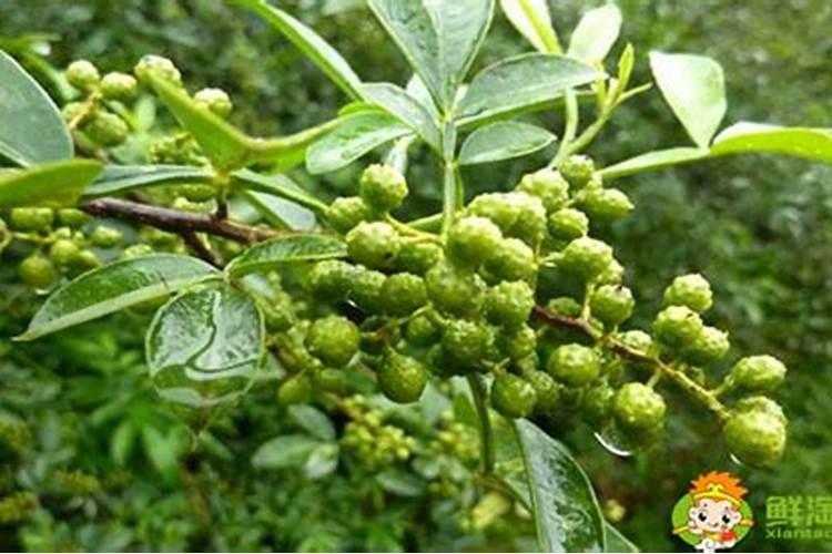 花椒树施什么肥较佳