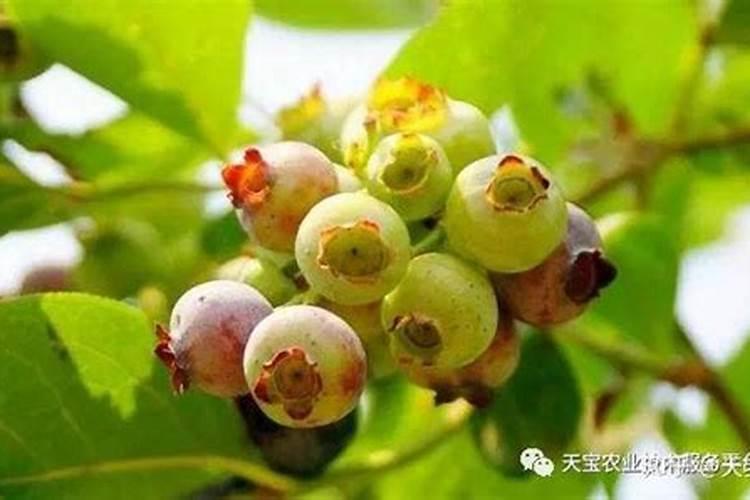 蓝莓施什么肥好？