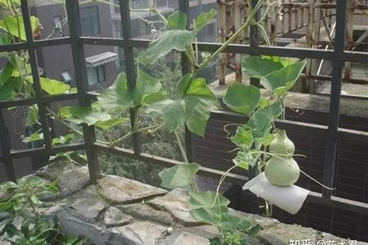 葫芦需要什么肥