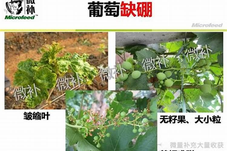 硼肥可以灌根吗？