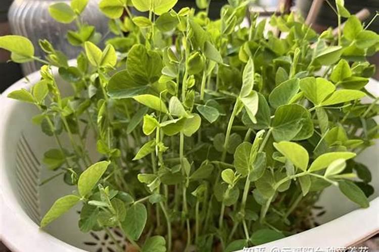 豌豆开花期浇水好吗豌豆开花期的养护方法