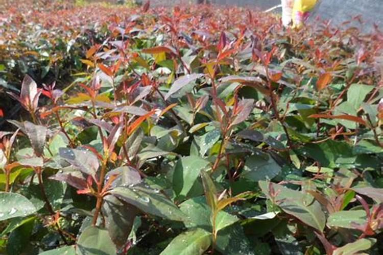 什么是桉树 种植需要什么条件