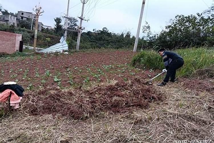 农村种菜新手入门翻地施肥