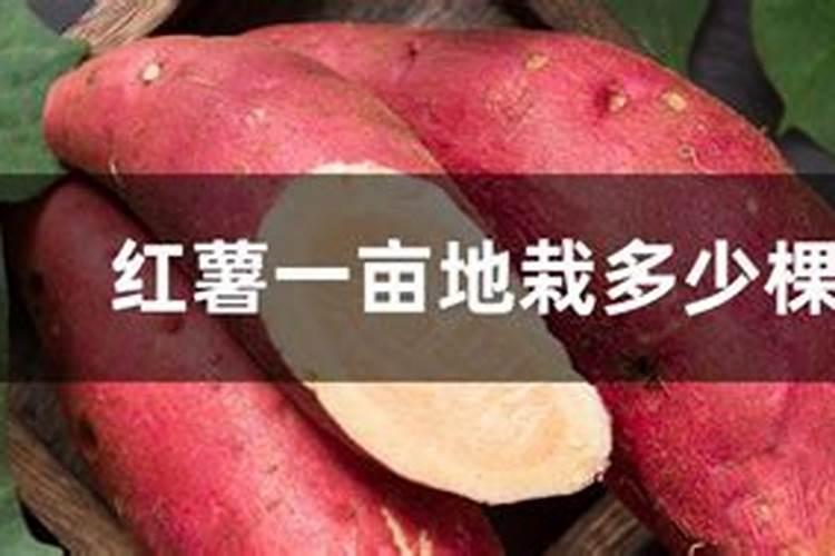 种红薯如何使用钾肥
