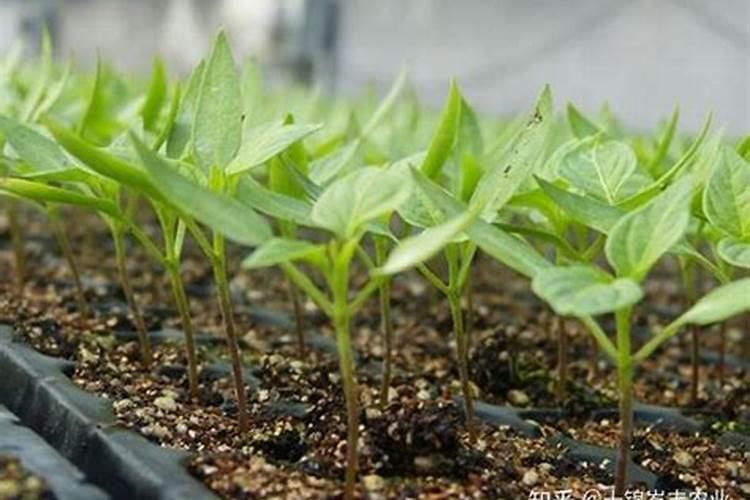 辡椒树长不大施什么肥