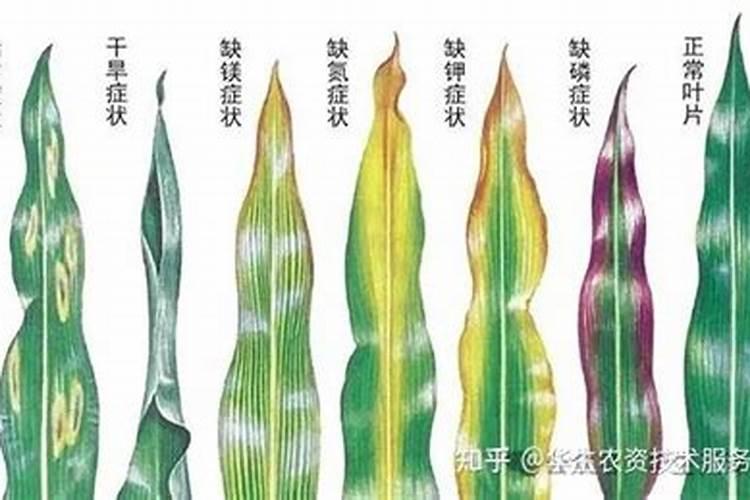 月季花可以用磷酸二氢钾肥吗(月季适合施什么肥料长得好)