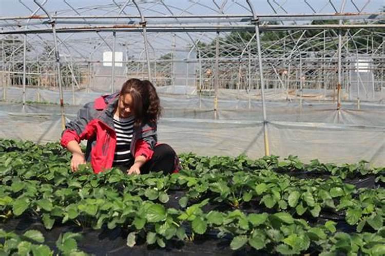 草莓施肥用什么肥料