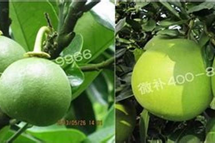膨果打什么药防裂