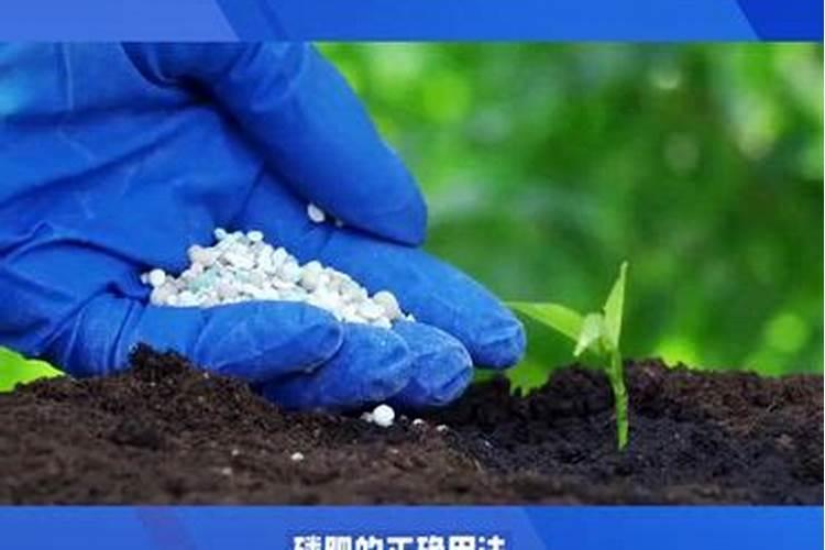 磷肥的最佳使用时间及用量