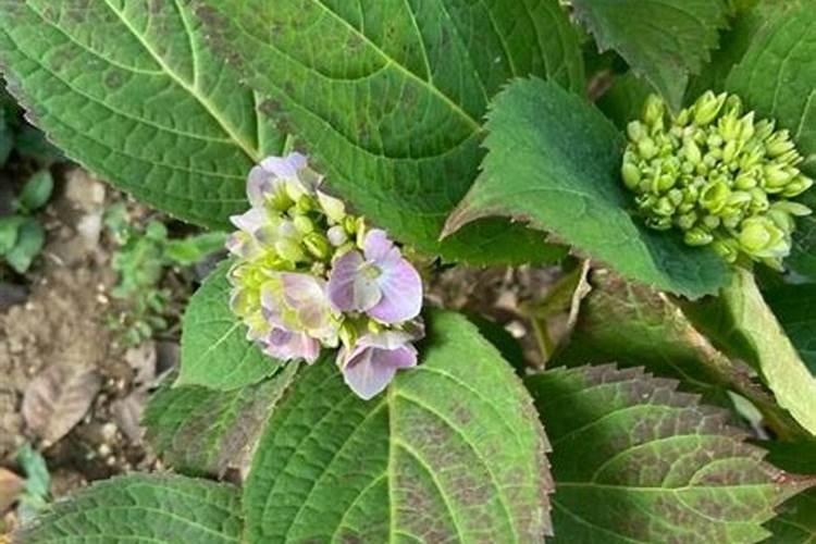 绣球花可以喷水吗,可以/促进枝叶生长、花开茂盛