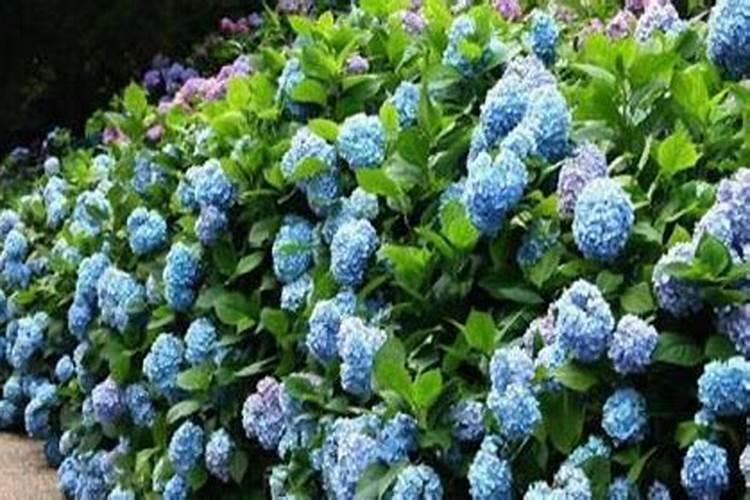 绣球花叶子发黄是怎么回事