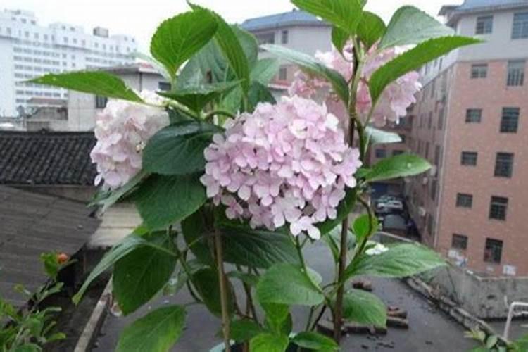 绣球花叶子发黄原因,绣球花叶子发黄怎么办？