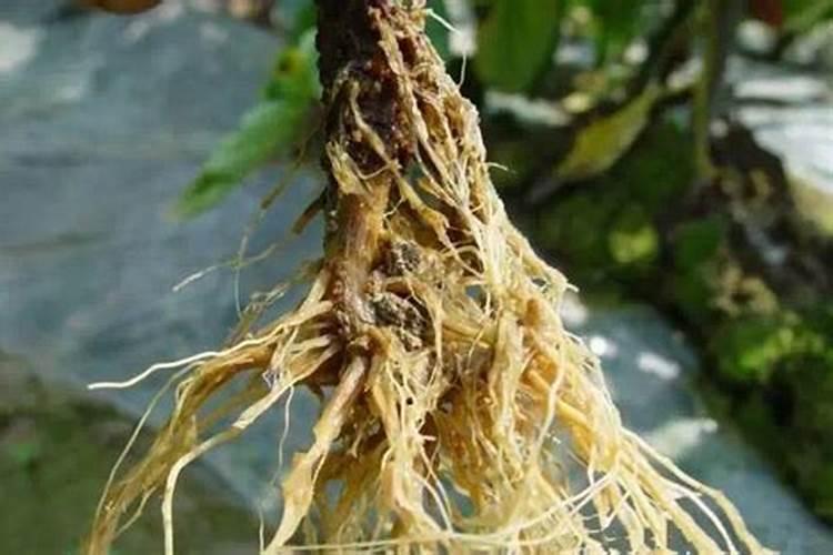 硼肥对植物根系发育有着怎样的作用？
