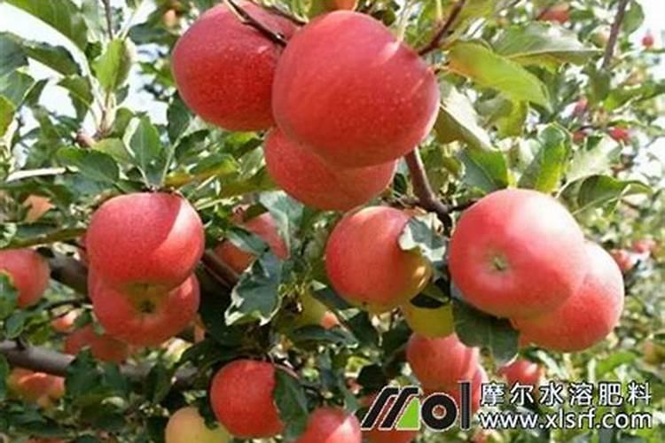 红薯底肥最佳配方