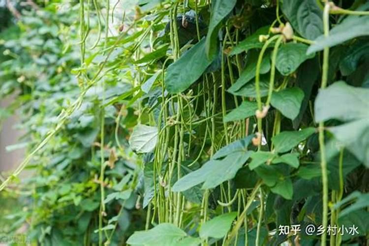 豆角冲什么水溶肥最好