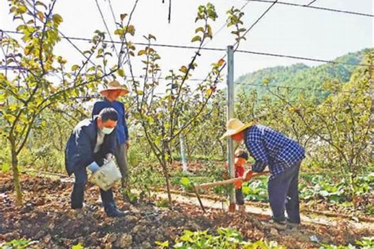 梨树施秋肥,沟施和穴施怎么选择？