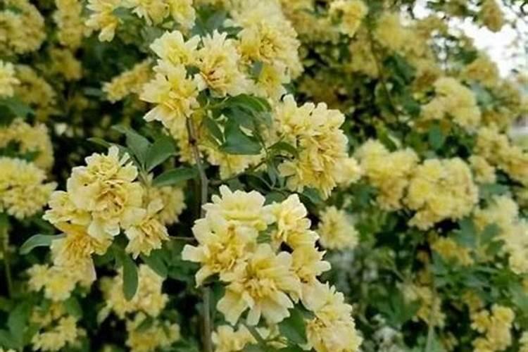 木香花怎么施肥,幼期追施基肥促进根系生长