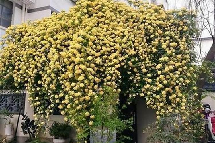 木香花怎么施肥,幼期追施基肥促进根系生长