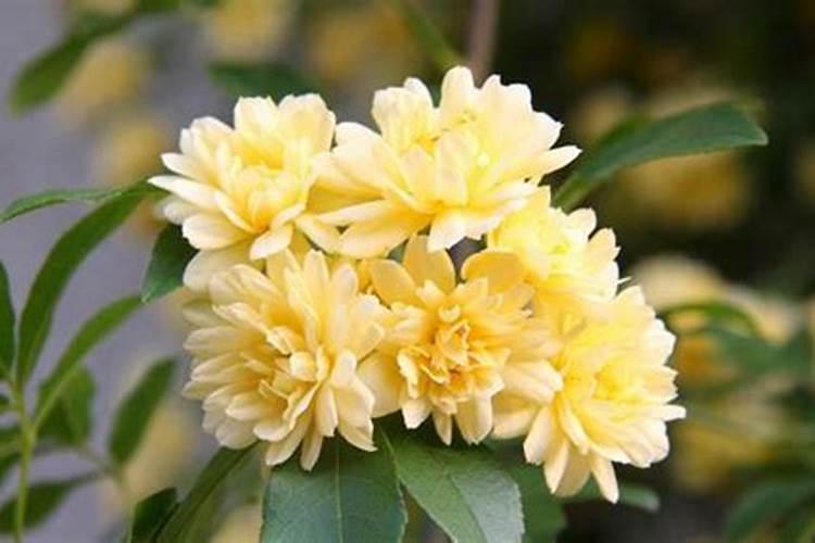 木香花怎么施肥