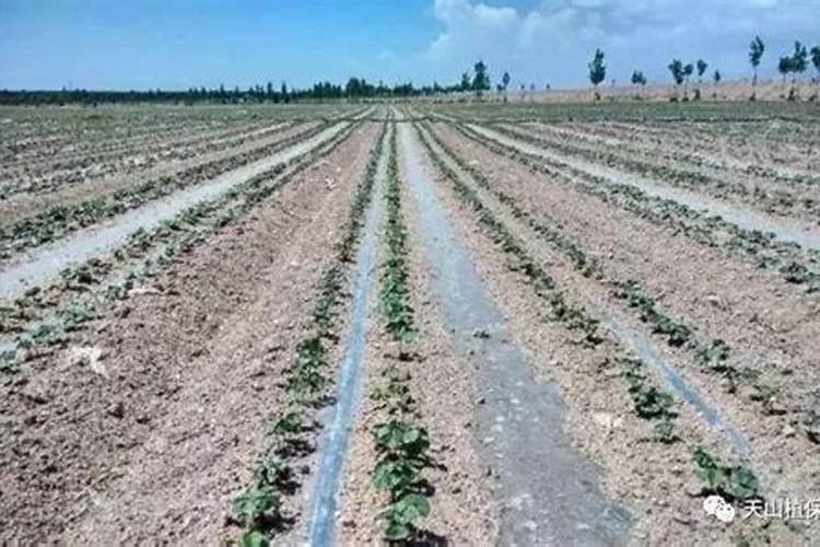 棉花每个生长周期的施肥方案 施肥用一铵还是用二铵