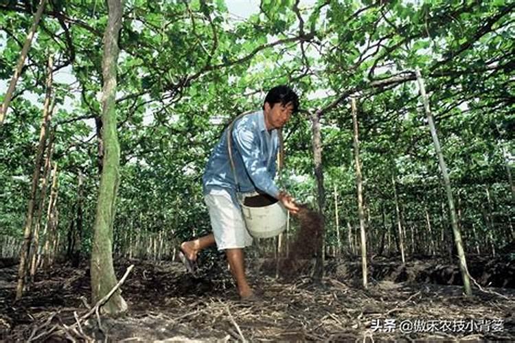 水溶肥在果树上几天能吸收