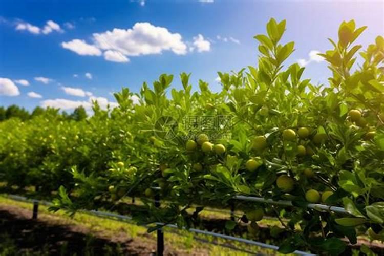 龙凤果的功能主治怎么吃