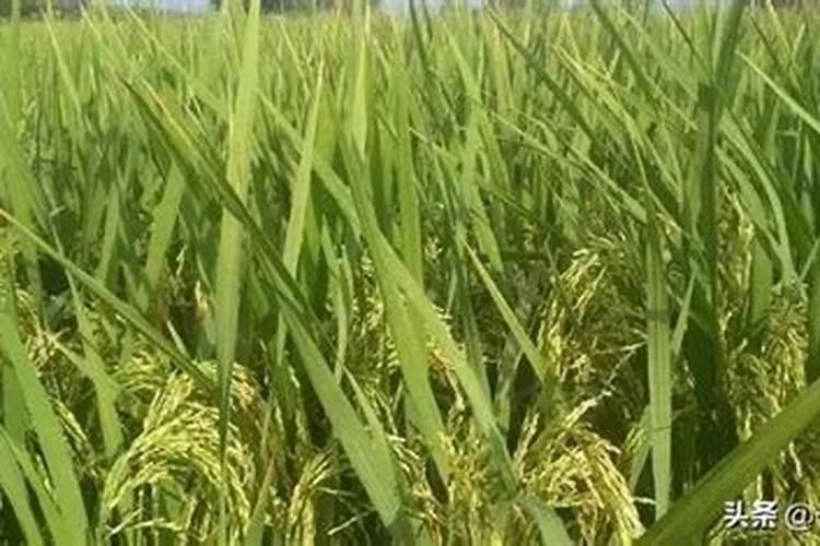 水稻什么时候用芸苔素好 使用方法及技巧