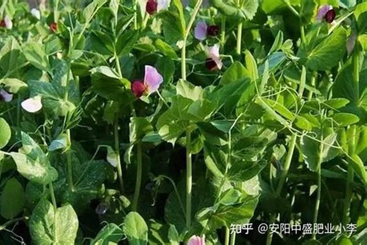 我种植的豌豆,从播种到现在为止已经有两个半多月,将近三个月了,从...