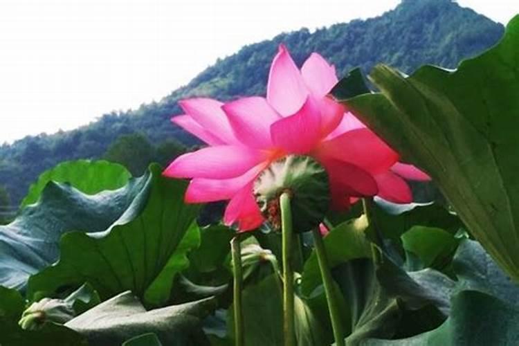荷花需要什么肥料,给足底肥、适当追肥
