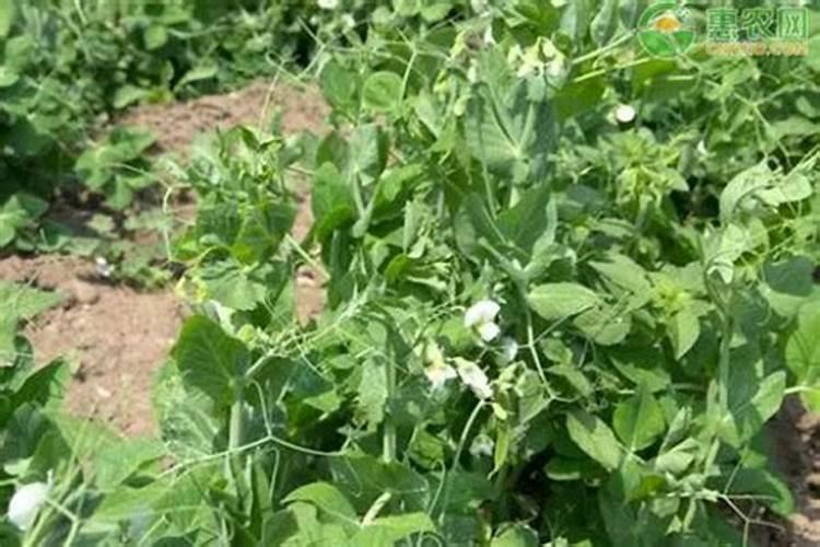 种植蜿豆磷肥过量有什么为害？