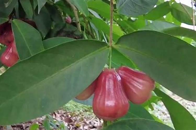 莲雾开花后怎么追肥浇水