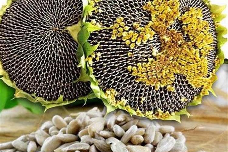 葵花籽可以当肥料吗？