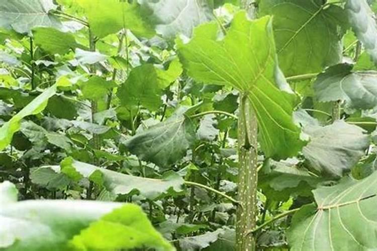 请问一下小杨树苗现在施什么肥料好？