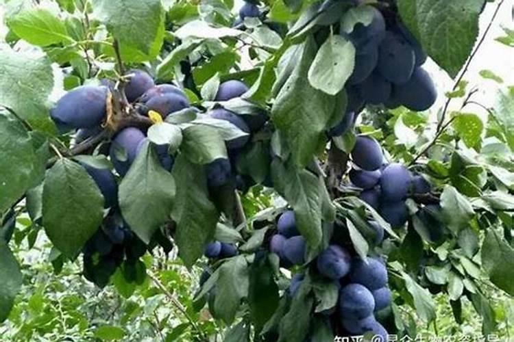 种植李子怎么管理结果多产量高？李子膨果增甜叶面肥哪种好