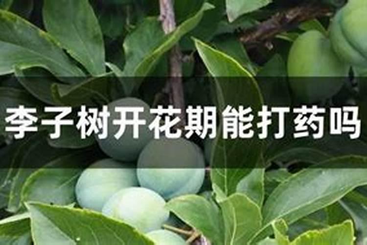 让李子更甜的方法 促进李子增甜技术