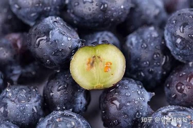 怎么给蓝莓幼苗上肥料