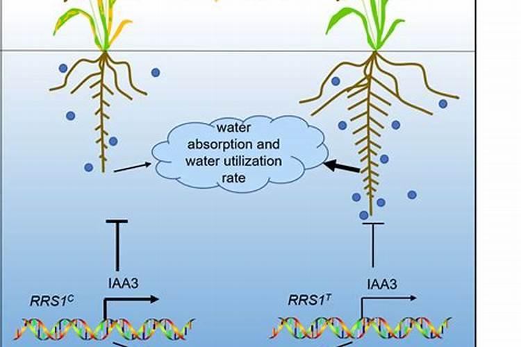 碳氢核肥是真的假的