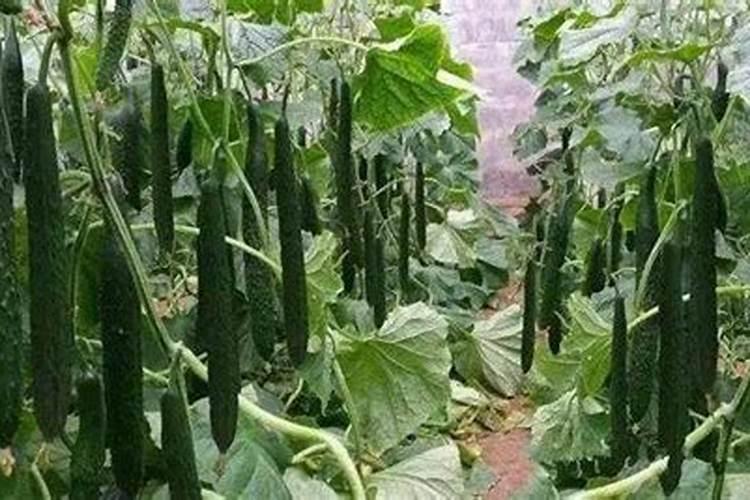 黄瓜瓜蔓长到100厘米左右时,施氮磷钾哪种冲施肥比较好