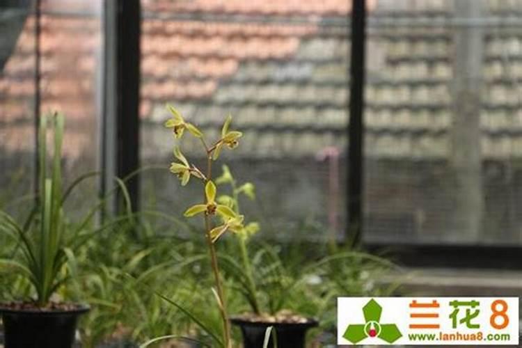 怎么通过肥水管理调控兰花的花期？需要注意哪些细节