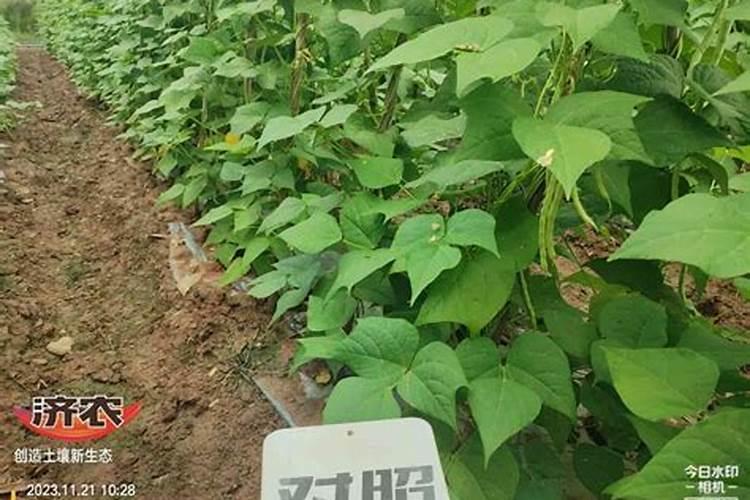无筋豆出现油豆怎么办？