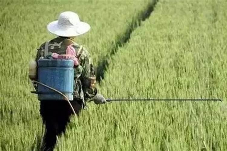 豌豆尖打什么药可以粗