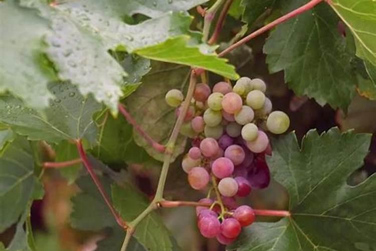 葡萄不上色的原因及办法