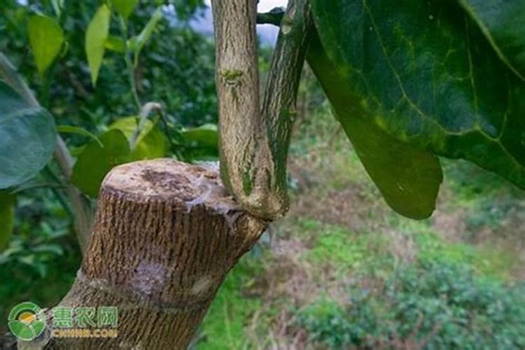 怎样进行简易无土育苗？