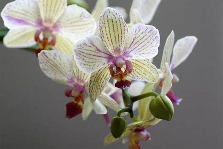 复合肥可以浇蝴蝶兰吗