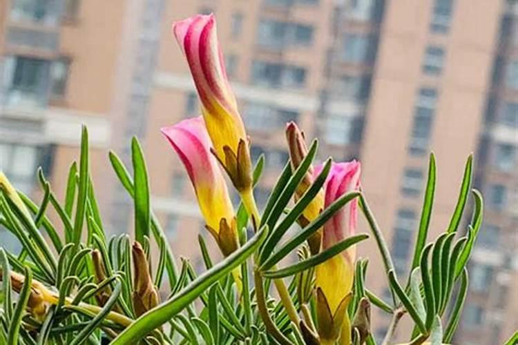 花芽分化用什么叶面肥