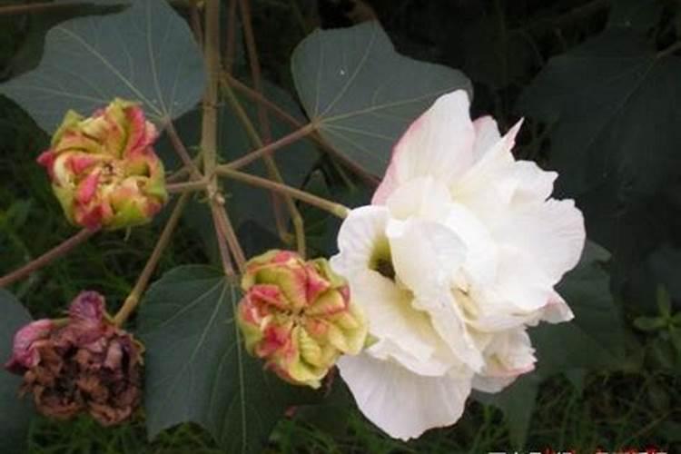 小蓝帽玉米第二遍药灌浆期还能打吗