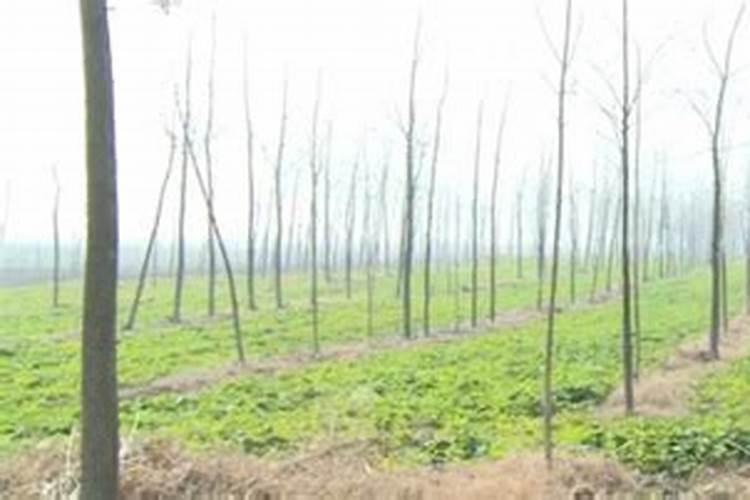 大棚西红柿定植后什么时候开始喷叶面肥？